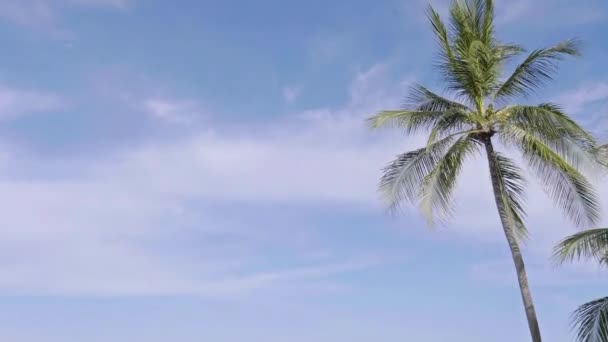 images panoramiques de près de cocotiers sur une île tropicale 