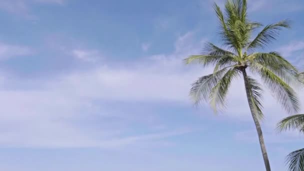 Images Panoramiques Près Cocotiers Sur Une Île Tropicale — Video