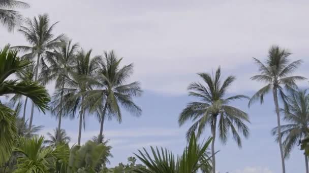 Сценарные Кадры Крупным Планом Кокосовых Пальм Тропическом Острове — стоковое видео