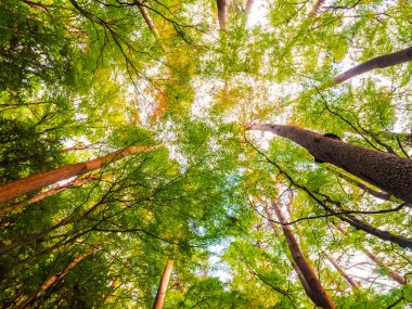 Güzel manzara düşük melek manzaralı ormandaki büyük ağacın üzerine gelin