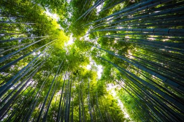 Bambu Grove Arashiyama Kyoto Japonya ormandaki güzel manzara