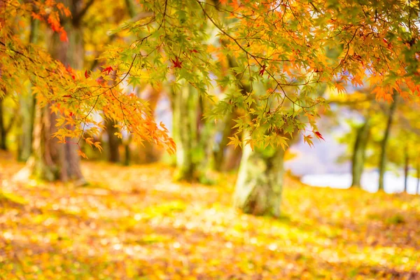 Hermoso Árbol Hoja Arce Rojo Verde Temporada Otoño — Foto de Stock