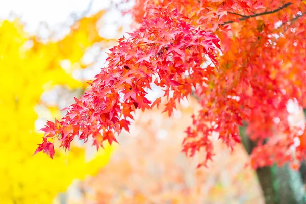 Belle Feuille Érable Rouge Verte Sur Arbre Automne — Photo