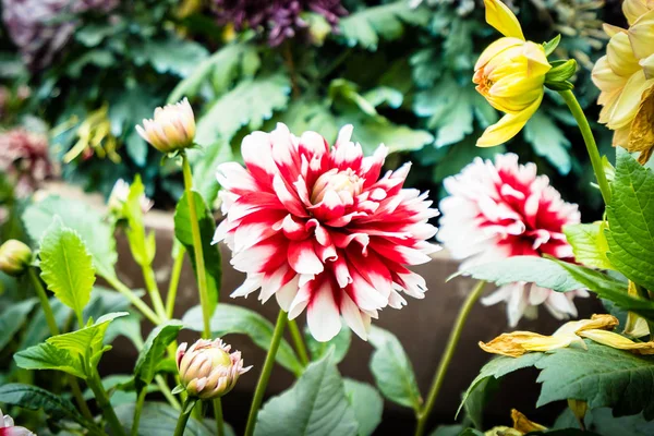 Bellissimo Fiore Colorato Giardino — Foto Stock