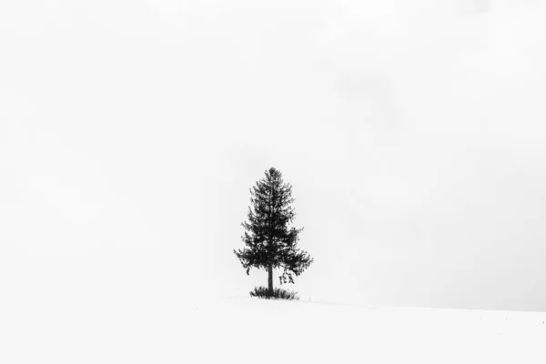 Bela Paisagem Livre Com Árvore Natal Solitária Temporada Inverno Neve — Fotografia de Stock