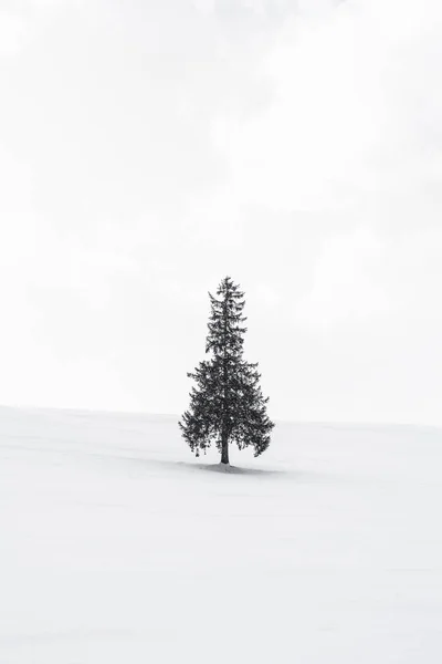 Bellissimo Paesaggio Naturale All Aperto Con Solo Albero Natale Nella — Foto Stock