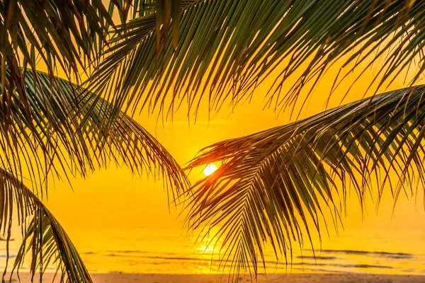 Hermosa Naturaleza Aire Libre Con Hoja Coco Con Amanecer Atardecer — Foto de Stock