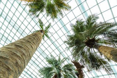 Çiçek kubbe Bahçe ve sera orman landmark Singapur City seyahat için bina güzel mimari