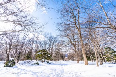 Kar kış sezonu için seyahat Hokkaido Japonya ağacında ile güzel manzara
