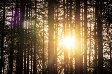 Güzel açık peyzaj doğa arka plan ışık almayan orman içinde ağaç