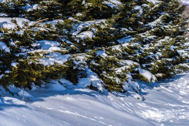 Güzel açık doğa manzara ile Noel ağacı kış Kar sezonu