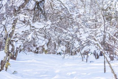 Kar kış sezonu için seyahat Hokkaido Japonya ağacında ile güzel manzara