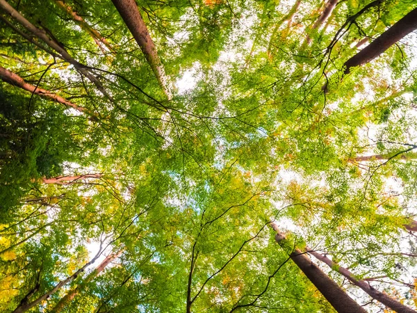 Beautiful landscape of big tree in the forest with low angel vie — Stock Photo, Image