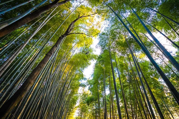 Bela árvore de bambu em arashiyama — Fotografia de Stock