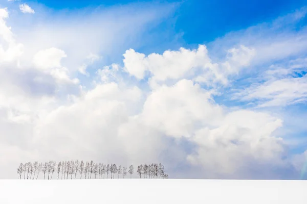 Vackra Utomhus Natur Landskap Med Grupp Trädgren Snö Vintersäsongen Hokkaido — Stockfoto