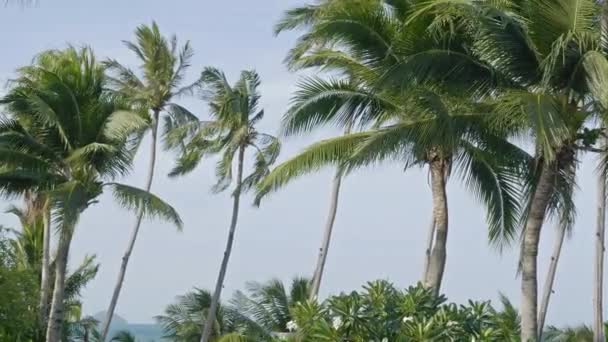 Malownicze Zbliżenie Materiału Palmy Kokosowe Tropikalnej Wyspie — Wideo stockowe