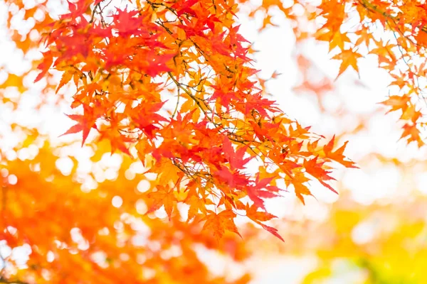 Bella Foglia Acero Rosso Verde Sull Albero Nella Stagione Autunnale — Foto Stock