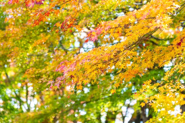 Красивые Красные Зеленые Кленовые Листья Осенью — стоковое фото