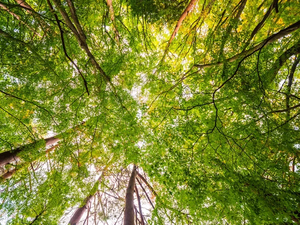 Beau Paysage Grand Arbre Dans Forêt Avec Point Vue Ange — Photo