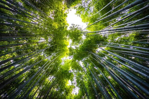 Bambu Grove Arashiyama Kyoto Japonya ormandaki güzel manzara