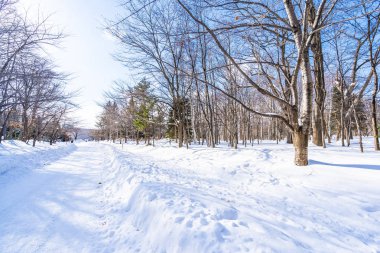 Kar kış sezonu için seyahat Hokkaido Japonya ağacında ile güzel manzara