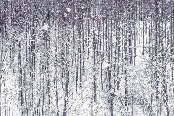 Bela Paisagem Árvore Ramo Grupo Neve Inverno Estação Meteorológica — Fotografia de Stock