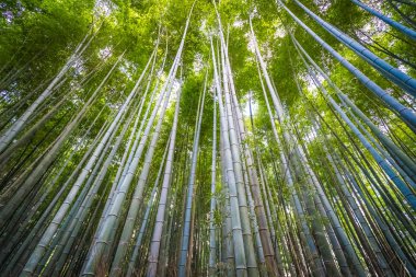 Güzel bambu grove ağaç arashiyama alan Kyoto Japonya