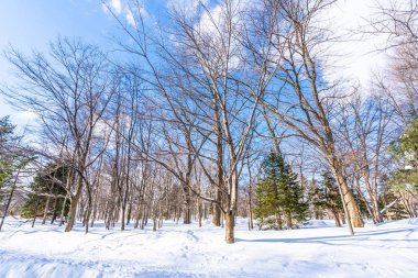 Kar kış sezonu için seyahat Hokkaido Japonya ağacında ile güzel manzara