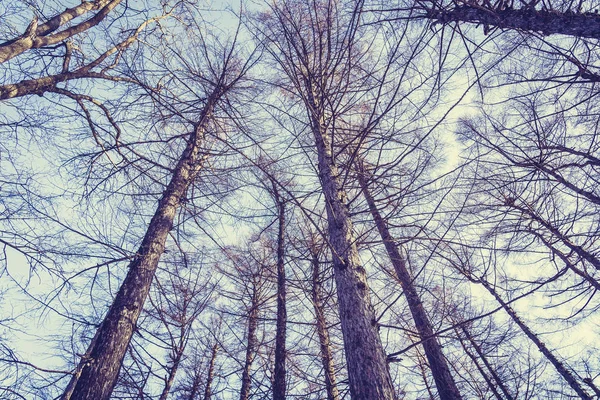 Schöne Landschaft Der Niedrigen Engel Blick Auf Hohen Baum Und — Stockfoto