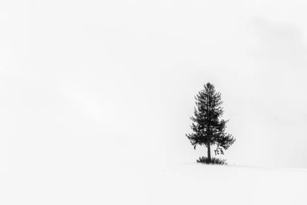 Bela Paisagem Livre Com Árvore Natal Solitária Temporada Inverno Neve — Fotografia de Stock
