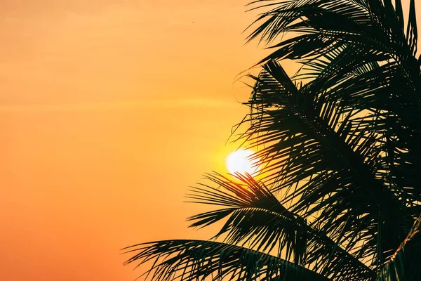 Schöne Natur Freien Mit Kokosnussblatt Mit Sonnenaufgang Oder Sonnenuntergang Zeit — Stockfoto