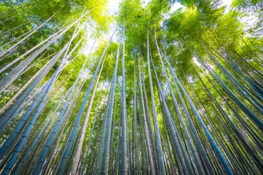 Güzel bambu grove ağaç arashiyama alan Kyoto Japonya