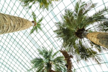 Çiçek kubbe Bahçe ve sera orman landmark Singapur City seyahat için bina güzel mimari