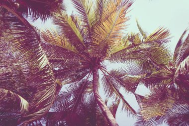 Tatil seyahat eğlence ve tatil kavramı mavi gökyüzü ve kopya alan güzel Hindistan cevizi hurma ağacı