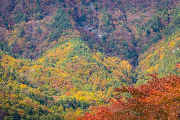メープルと秋のシーズンで他の木の周りの山の美しい風景 — ストック写真