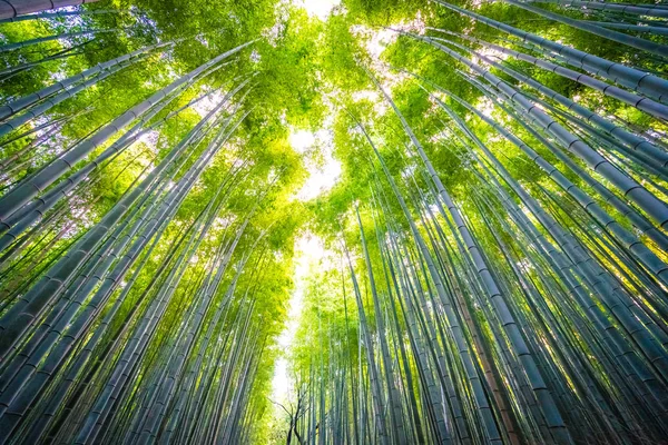 Красивий Краєвид Бамбук Grove Лісі Арасіяма Кіото Японія — стокове фото