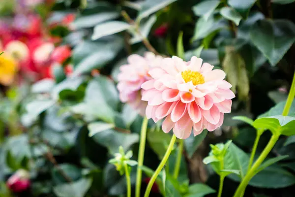 Bela Flor Colorida Jardim — Fotografia de Stock
