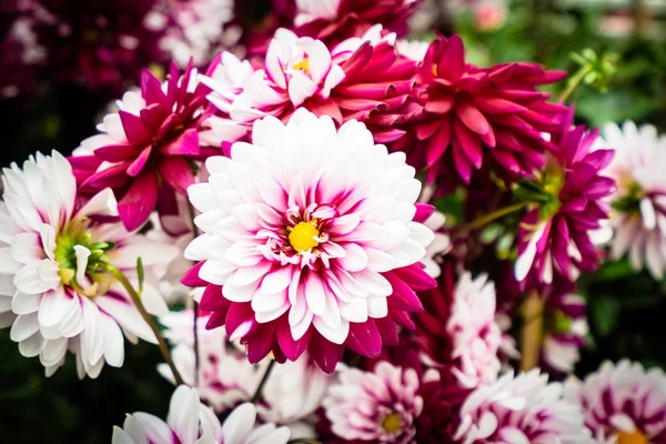 Belle Fleur Colorée Dans Jardin — Photo