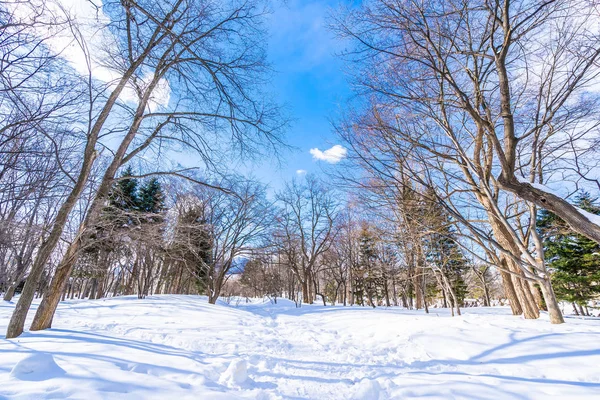 Beautiful Landscape Tree Snow Winter Season Travel Hokkaido Japan — Stock Photo, Image