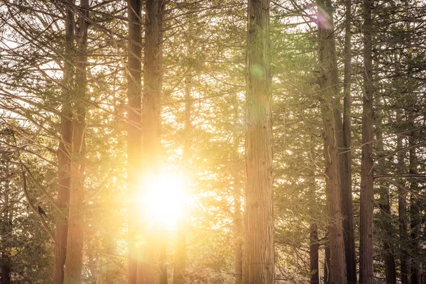 Bela Paisagem Exterior Árvore Floresta Com Luz Solar Para Fundo — Fotografia de Stock