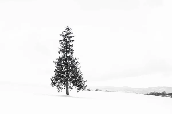 Bela Paisagem Natural Livre Com Árvore Christmass Sozinho Neve Inverno — Fotografia de Stock
