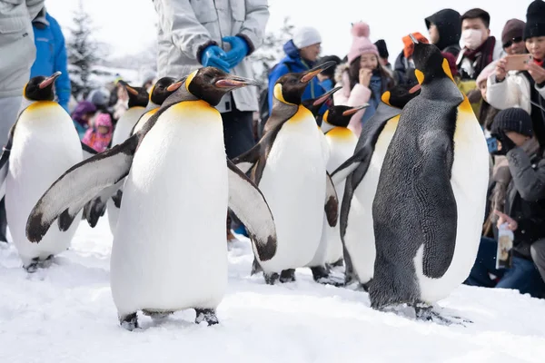 Arashiyama Hokkaido Japan Februari 2019 Grupp Pingvin Show Asahiyama Zoo — Stockfoto