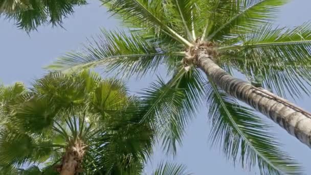 Szenische Nahaufnahmen Von Kokospalmen Auf Tropischer Insel — Stockvideo