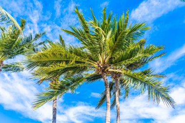 Mavi gökyüzünde hindistan cevizi palmiye ağacı ile güzel tropikal doğa ve