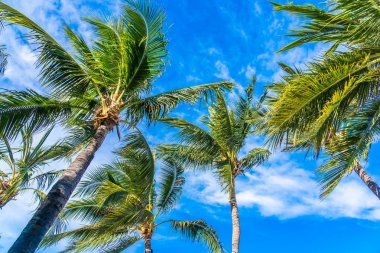 Mavi gökyüzünde hindistan cevizi palmiye ağacı ile güzel tropikal doğa ve