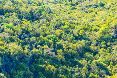 Güzel manzara arka plan için dağda ağaç dokusu bir sürü