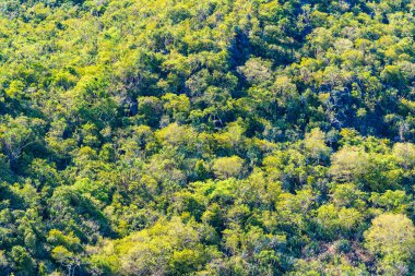 Güzel manzara arka plan için dağda ağaç dokusu bir sürü