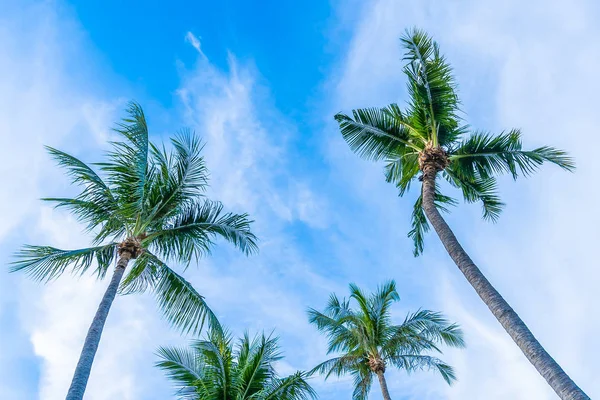 Hermosa naturaleza tropical con palmera de coco en el cielo azul y — Foto de Stock