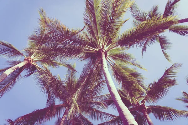 Bella Natura Tropicale Con Palma Cocco Cielo Blu Sfondo Bianco — Foto Stock