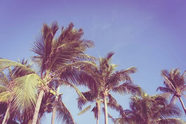 Krásná Tropická Příroda Kokosovým Palmovým Stromem Modrém Nebi Bílém Oblaku — Stock fotografie